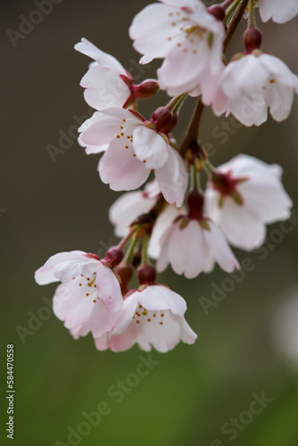 京都御苑近衛邸跡に咲く糸桜