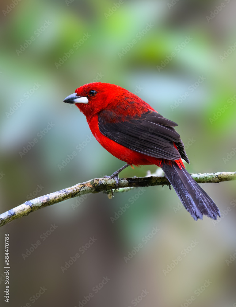 Brazilian Tanager on stick in Atlantic Rainforest, Brazil Brazilian Tanager on stick in Atlantic Rainforest, Brazil
