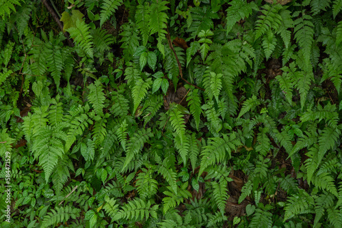 Texture and surface of green leaf wild plant on the tropical forest. Photo is suitable to use for nature background, botanical poster and nature content media.