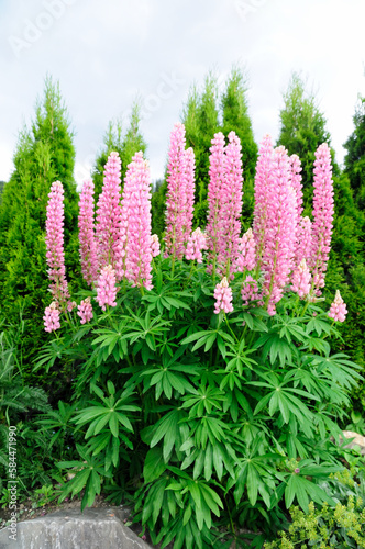 A lot of soft pink lupines - Rosa Lupinen