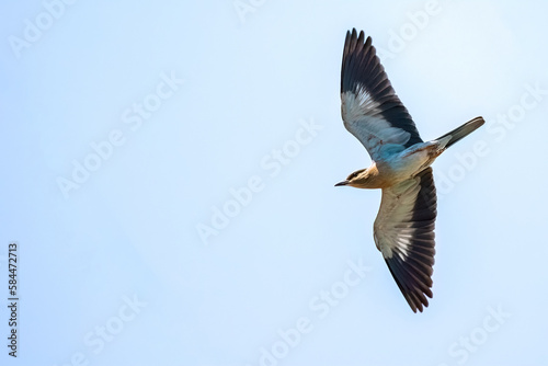 European roller or Coracias garrulus flying colorful bird on blue sky. © Eleni Saitanidi