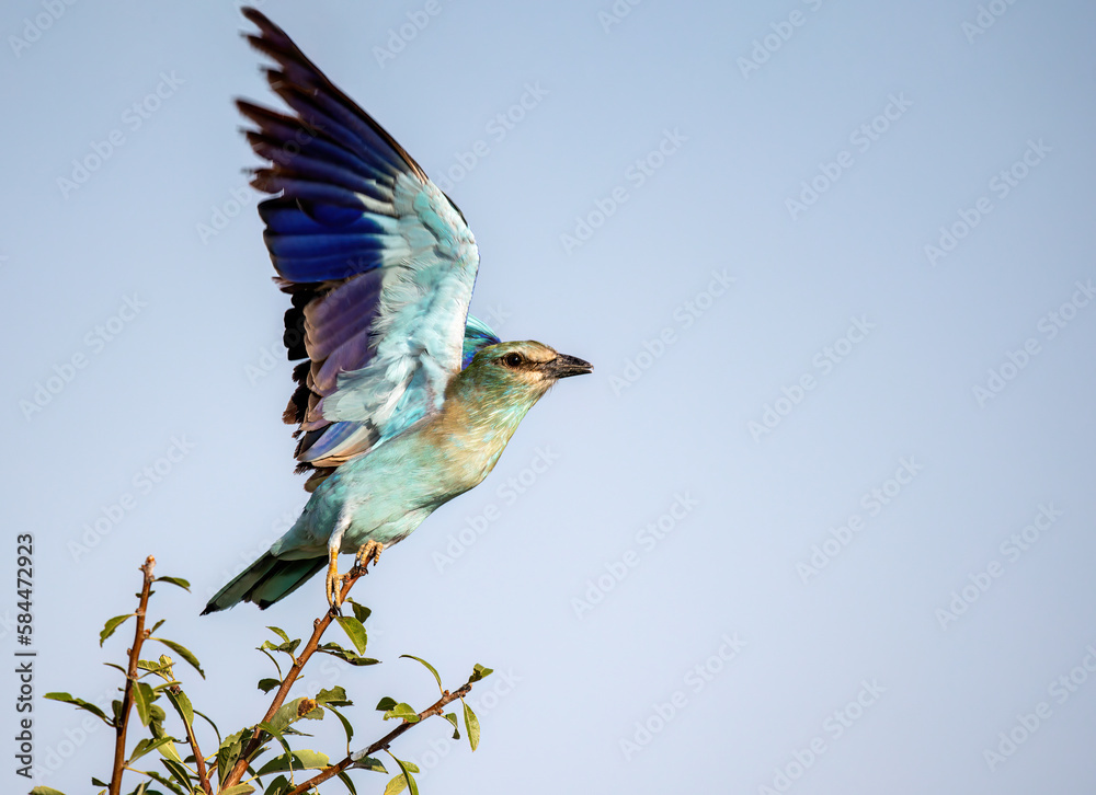 Fototapeta premium European roller or Coracias garrulus flying colorful bird on blue sky.