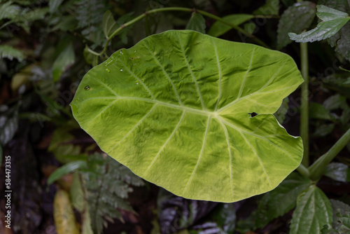 Texture and surface of green leaf wild plant on the tropical forest. Photo is suitable to use for nature background  botanical poster and nature content media.