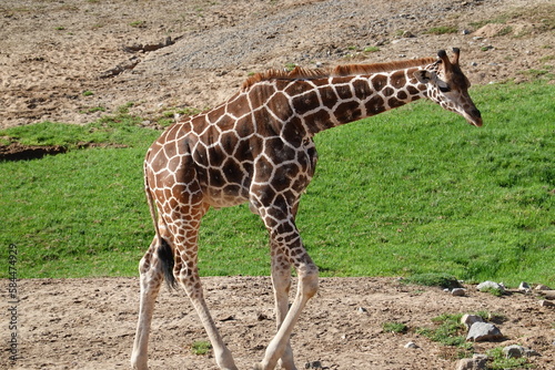 giraffe in the San Diego safari zoo photo