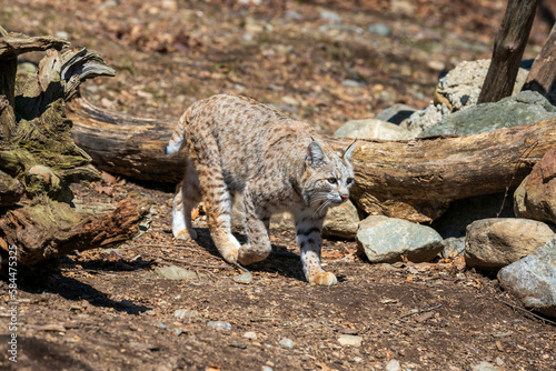 A female bobcat walking around fallen trees and rocks. 