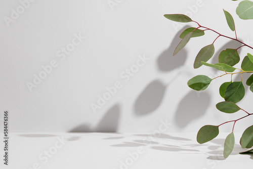 Green eucalyptus branch with shadows on empty light grey background. Backdrop for natural product presentation. Eco beauty cosmetic advertising display mockup. Minimal still life scene. Front view.