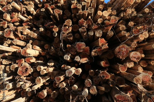 acajutiba, bahia, brazil - march 10, 2023: eucalyptus wood logs are seen in a harvest from a plantation in the city of Acajutiba. photo