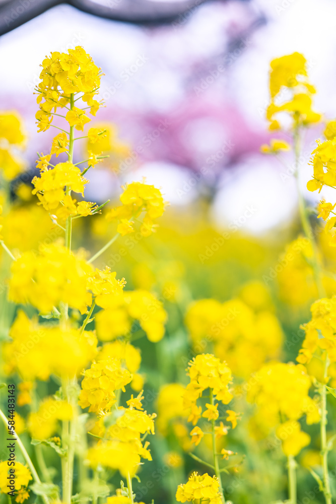 Obraz premium 春イメージ 菜の花と桜