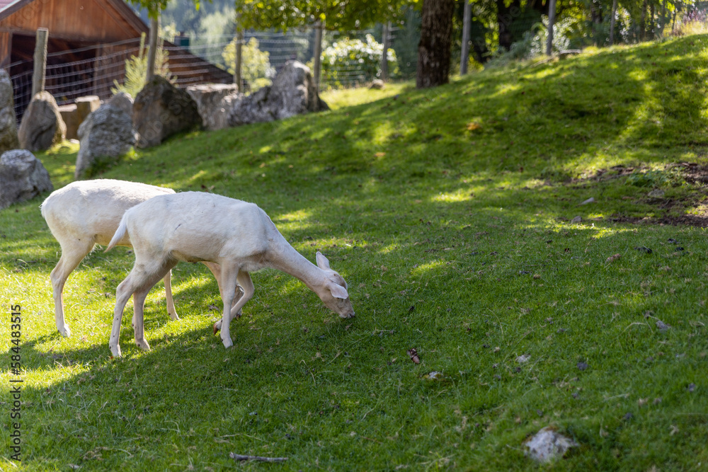 Austrian white deer on green grass under the trees in the Alps Austrian white deer on green grass under the trees in the Alps