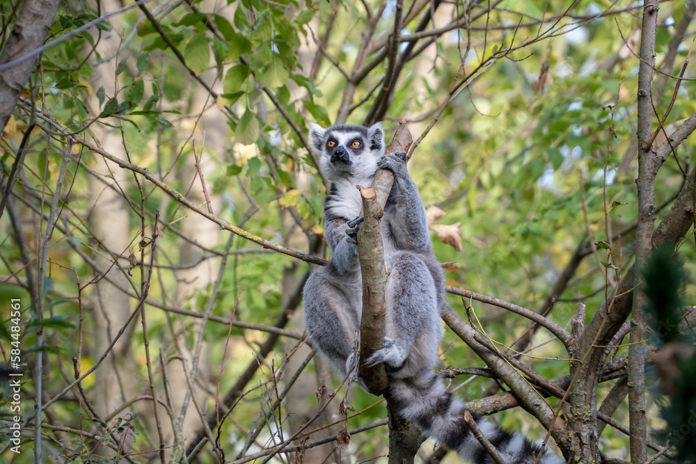 Obraz premium Lémurien