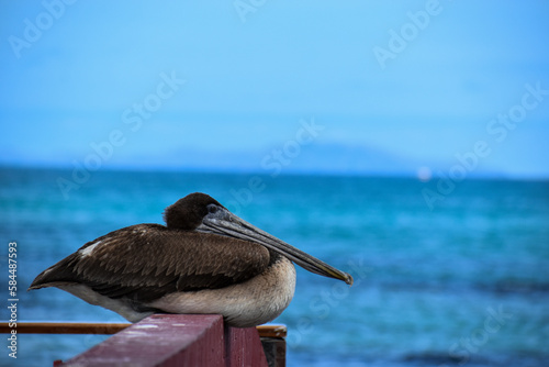 Brown pelican on the pier photo