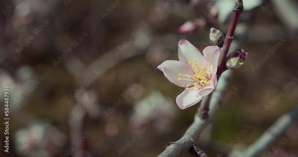First buds open on almond tree in spring. Delicate pink blossoms on tree branch. Sakura flowers at sunny day in slow-motion. First buds open on almond tree in spring. Delicate pink blossoms on tree branch. Sakura flowers at sunny day in slow-motion.