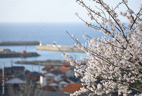 御津の桜