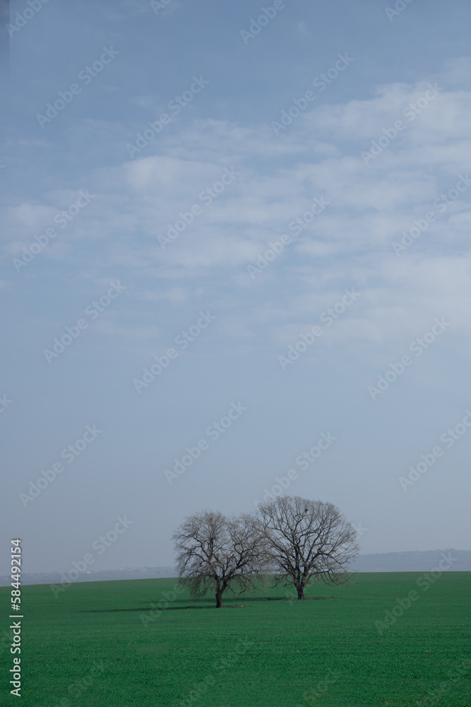Obraz premium tree in the field