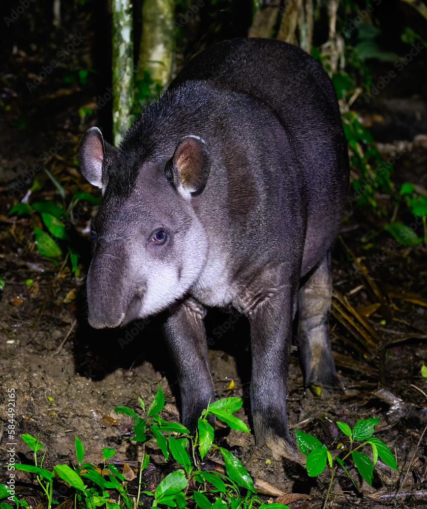 South American Tapir foraging at night, Atlantic Rainforest, Brazil South American Tapir foraging at night, Atlantic Rainforest, Brazil