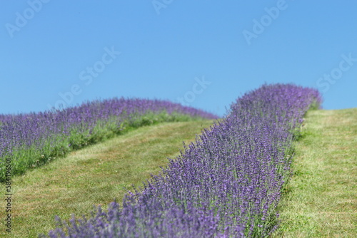 Lavender fields in the countryside on a sunny day. 