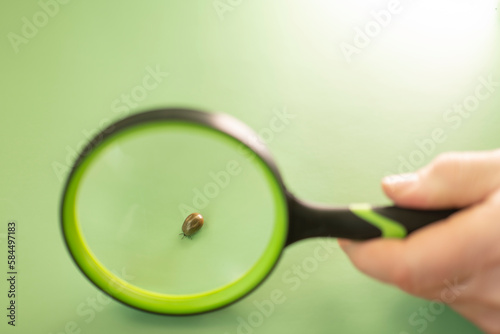 Tick and human hand holding a magnifying loupe.Mite under a magnifying glass on a green background.Bloodsucking dangerous insect.Tick macro green background.Bloodfilled swollen tick.tick is crawling.  photo