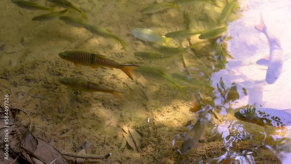 Group of fish swimming in transparent stream water, Water is clear and reflection of light. Group of fish swimming in transparent stream water, Water is clear and reflection of light.