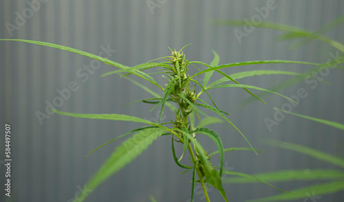 Honey bee collecting pollen from the flower of a cannabis plant.