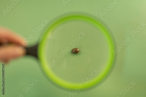 Mite under a magnifying glass on a green background.Bloodsucking dangerous insect.Tick macro green background.Bloodfilled swollen tick.Tick and human hand holding a magnifying loupe photo