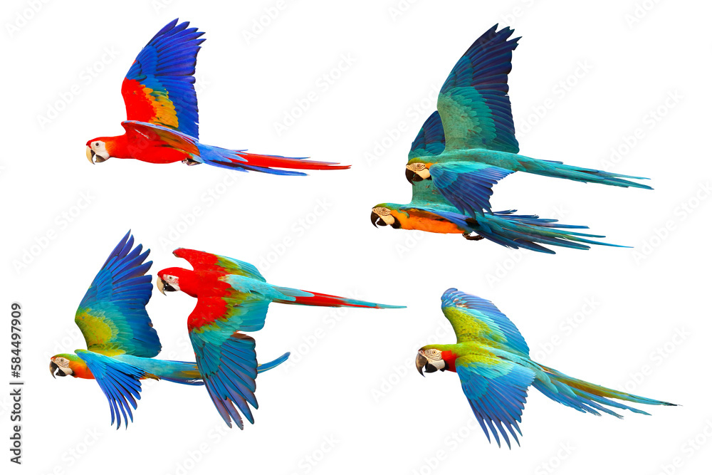 Set of Macaw parrots isolated on transparent background png file