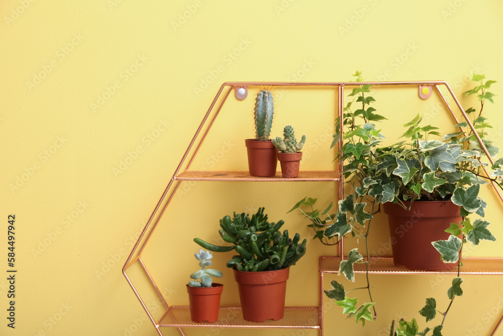 Shelf with green houseplants hanging on yellow wall, closeup Shelf with green houseplants hanging on yellow wall, closeup