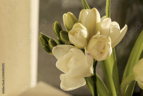 Spring is coming. White beautiful flowers, closeup. Space for text