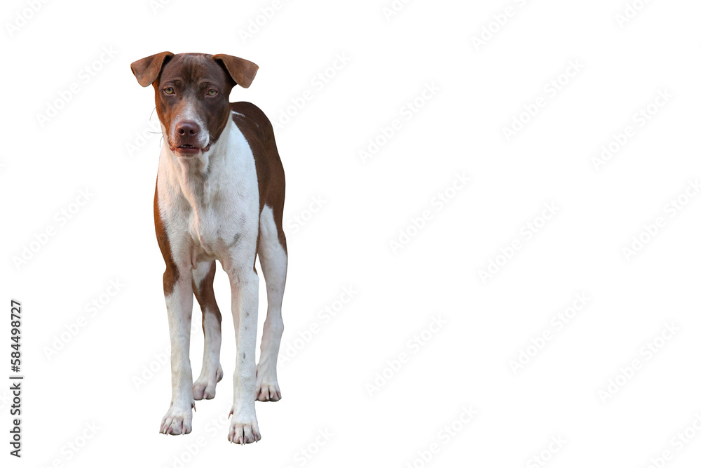 Cute of dog standing isolated on transparent background png file Cute of dog standing isolated on transparent background png file