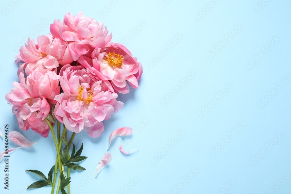Bunch of beautiful pink peonies and petals on light turquoise background, flat lay. Space for text