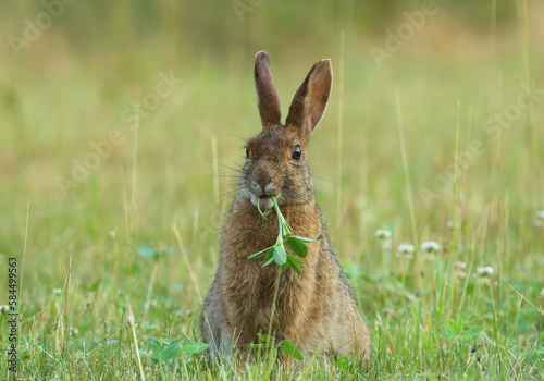 a snowshoe hare eating clover