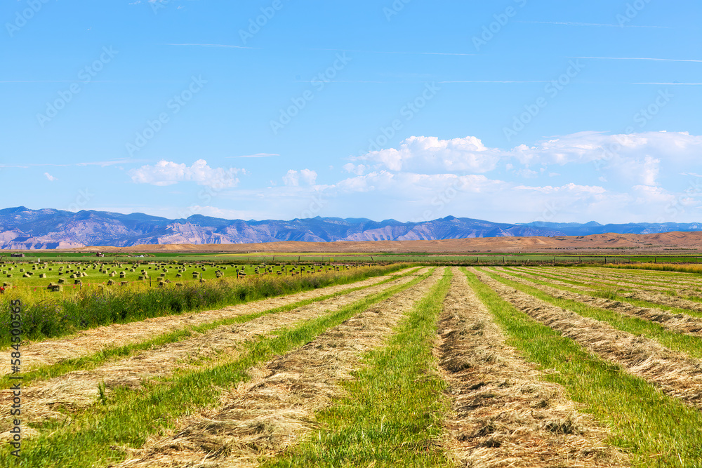 Rows of cut hay in a western Colorado field in summer showing linear perspective and distant blue mountains on the horizon