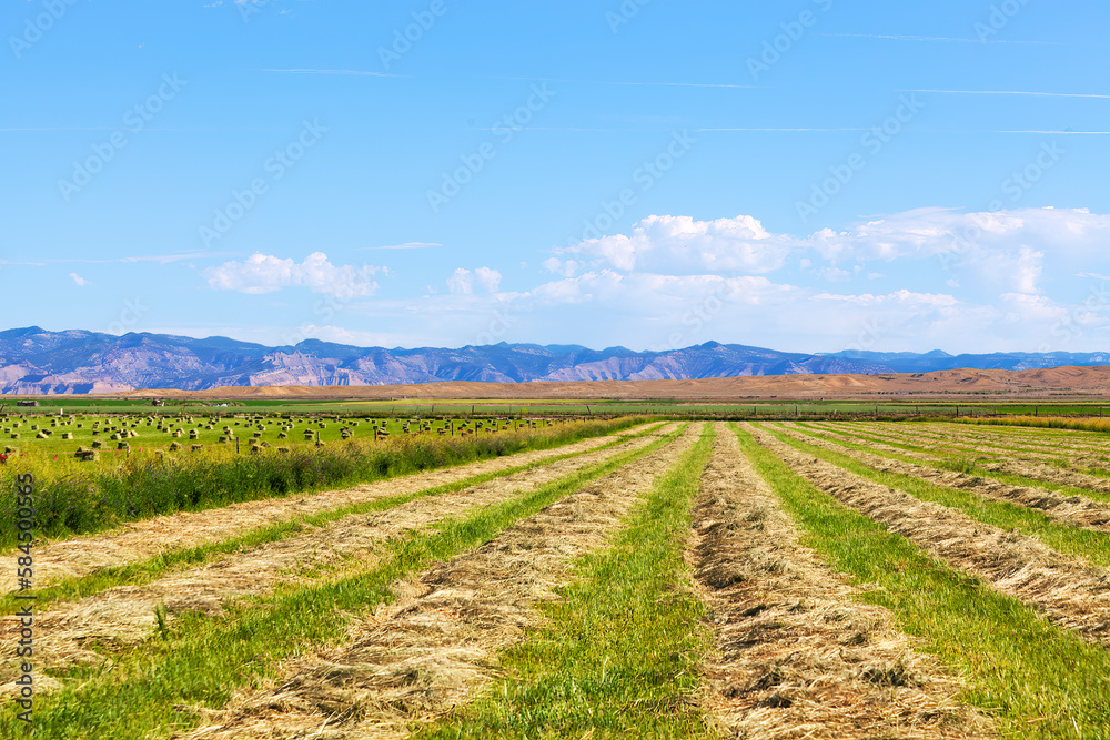 Rows of cut hay in a western Colorado field in summer showing linear perspective and distant blue mountains on the horizon Rows of cut hay in a western Colorado field in summer showing linear perspective and distant blue mountains on the horizon