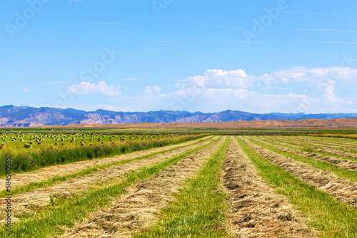 Rows of cut hay in a western Colorado field in summer showing linear perspective and distant blue mountains on the horizon