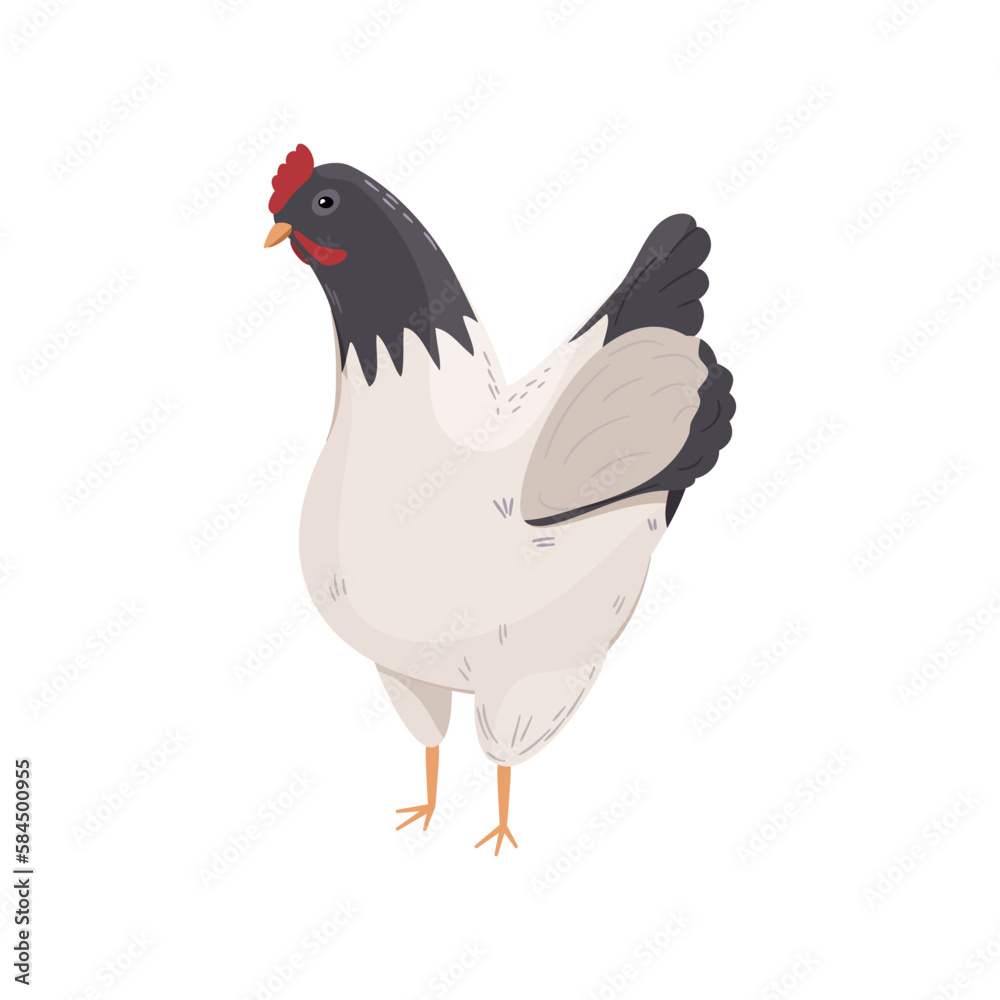 Czarno-biały kurczak. Stojąca kura. Element do wykorzystania w ...