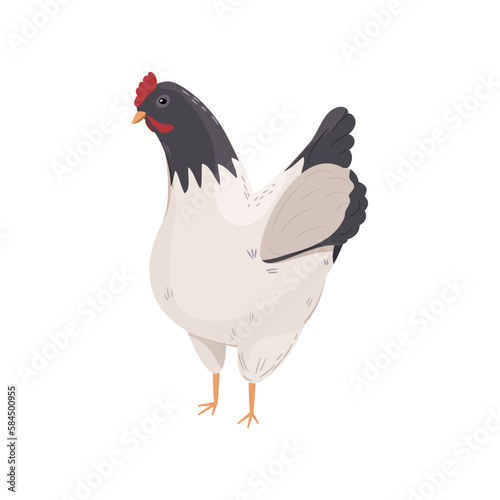 Czarno-biały kurczak. Stojąca kura. Element do wykorzystania w projektach. Ilustracja wektorowa.