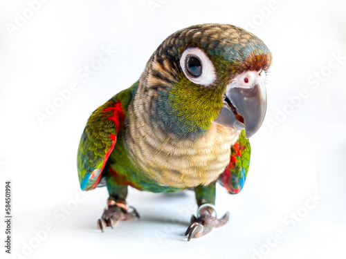 Crimson bellied conure parrot in the white background photo