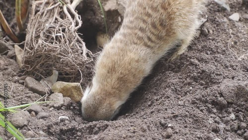 A suricate digging in the dirt photo