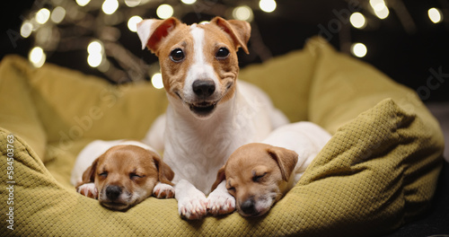 Canvas Print Cute jack russell dog lying laying with her little puppies which are sleeping tightly with atmospheric lights on background