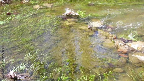 Water stream at the early spring near Vienna, Austria