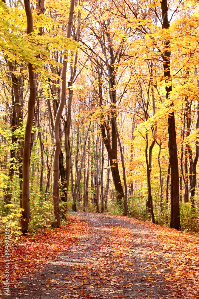 Obraz premium Autumn landscape with yellow leaves. Pathway in a forest in autumn. Peaceful landscape with trees in september or october. Walkway in autumn.