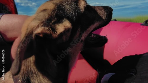 Dog on a boat
