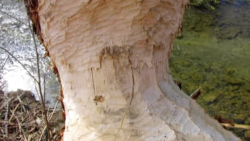 Trees damaged by beaver when making the dam