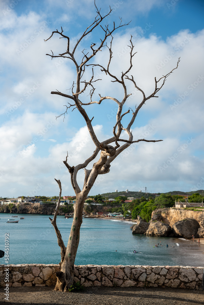 Dry tree with a turquoise beach in the background on the island of Curacao. netherlands antilles Dry tree with a turquoise beach in the background on the island of Curacao. netherlands antilles
