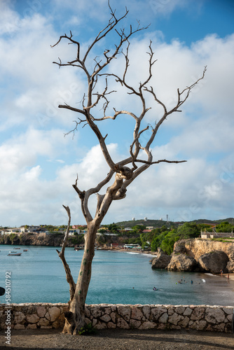 Dry tree with a turquoise beach in the background on the island of Curacao. netherlands antilles