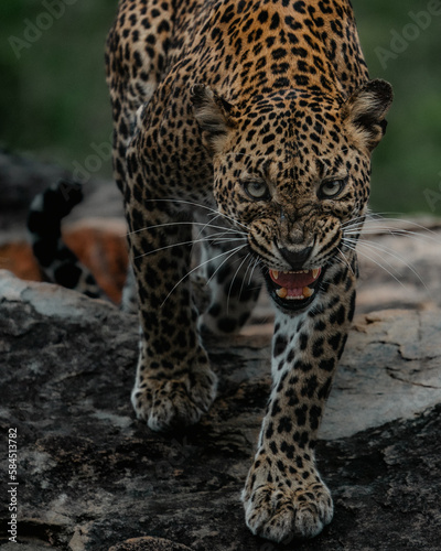 Angry face leopard