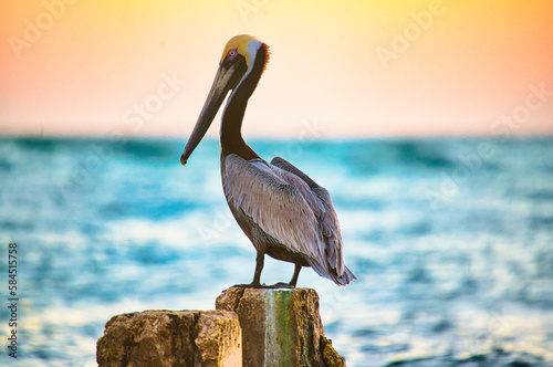 pelican on the pier photo