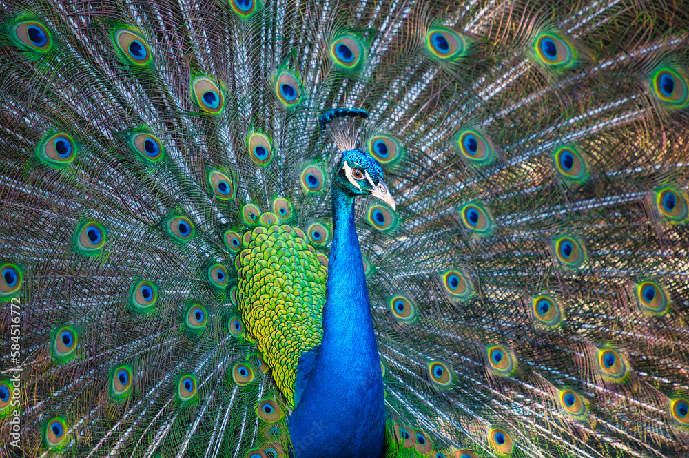 Obraz premium peacock with feathers