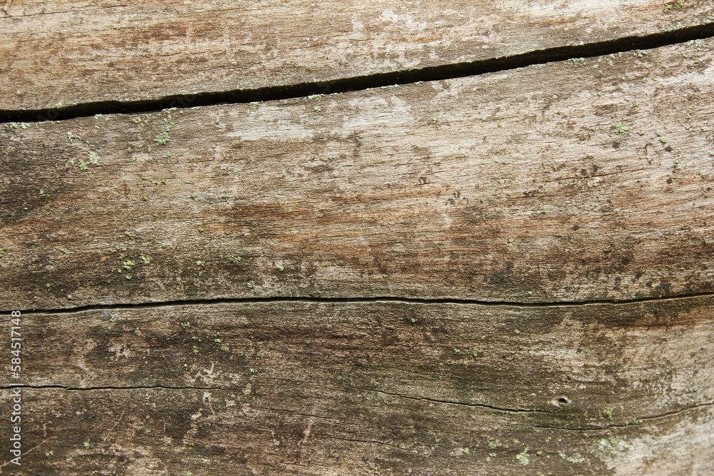 Fototapeta premium close up brown wood texture .