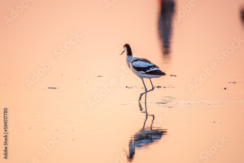 Water bird pied avocet, Recurvirostra avosetta, standing in the water in pink sunset light. The pied avocet is a large black and white wader with long, upturned beak