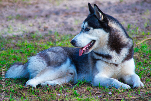 siberian husky dog